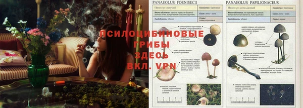 PSILOCYBIN Абдулино